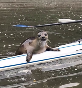 Seals in River Thames