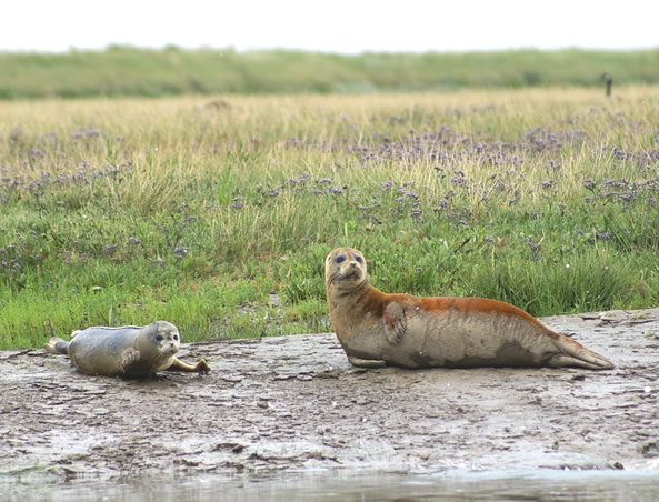 Harbour seals in Thames