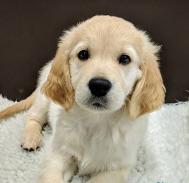 Guide Dogs for the Blind  puppy