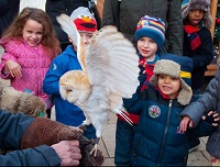 Snowy owl in Lyric Square