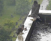 Peregrine Falcon chicks on roof of Charing Cross